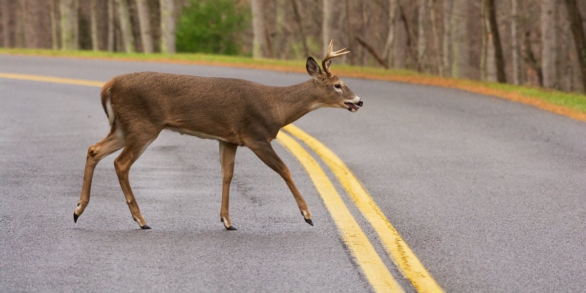 West Virginia remains #1 in animal collisions