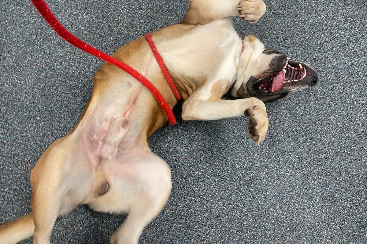 Deboning Dog Meet Debo, our Pet of the Week!