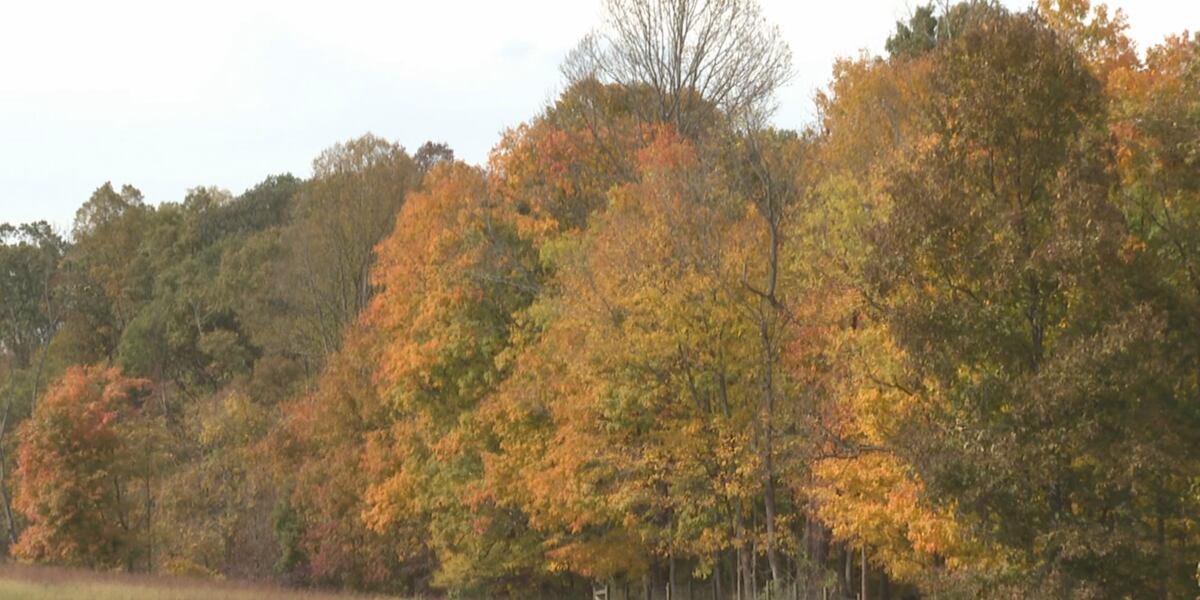 Bitmap Images Fall Peak fall foliage adds color to MOV