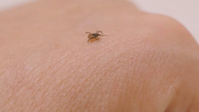 FILE -- Protecting yourself from ticks.