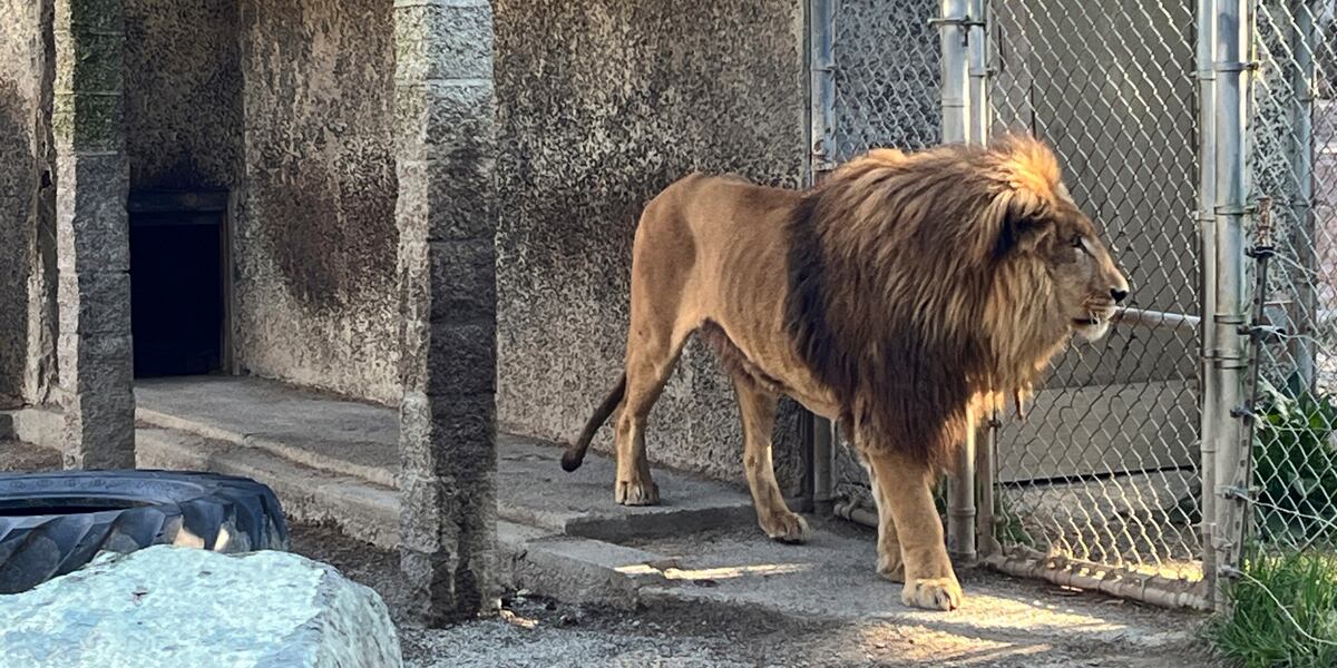 Safari Park Owner in Singapore Faces Drug Charges Amid Animal Welfare Concerns