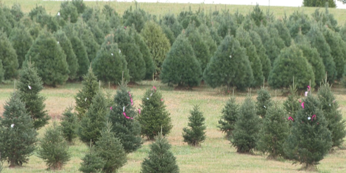 Tree Frarm Christmas tree farm prepared for the season