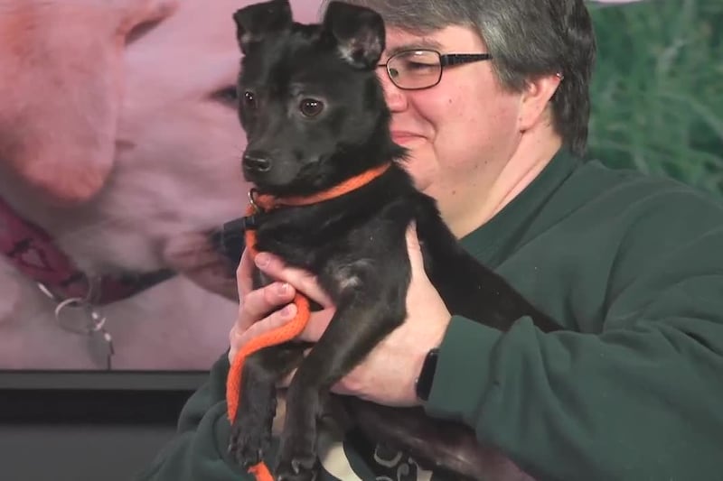Bruiser is a Chihuahua mix from the Humane Society of the Ohio Valley who is a year old.