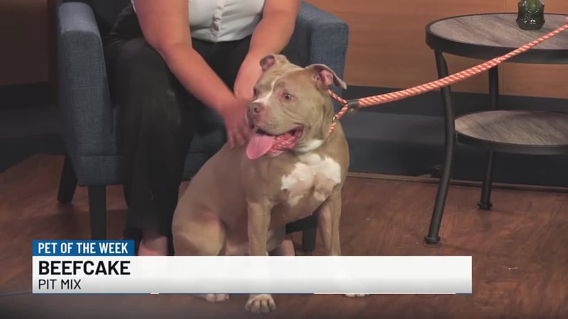 Beefcake is a pit mix from the Humane Society of the Ohio Valley who is 4 years old.